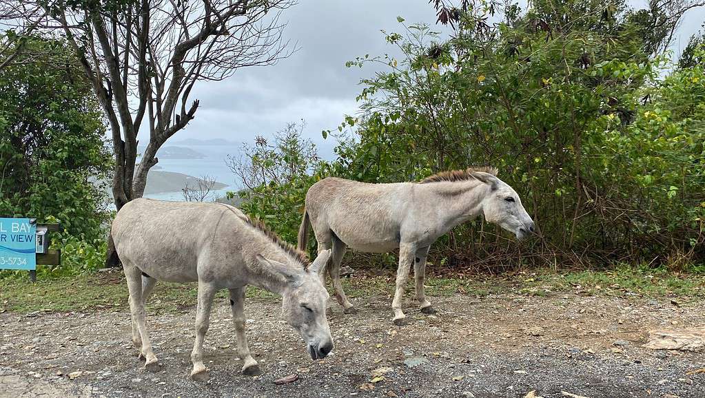 On St. John U.S.V.I. you will see wild donkeys.  They are a fixture of the island. When driving on the Island beware of the donkeys hanging out on the side of the road.