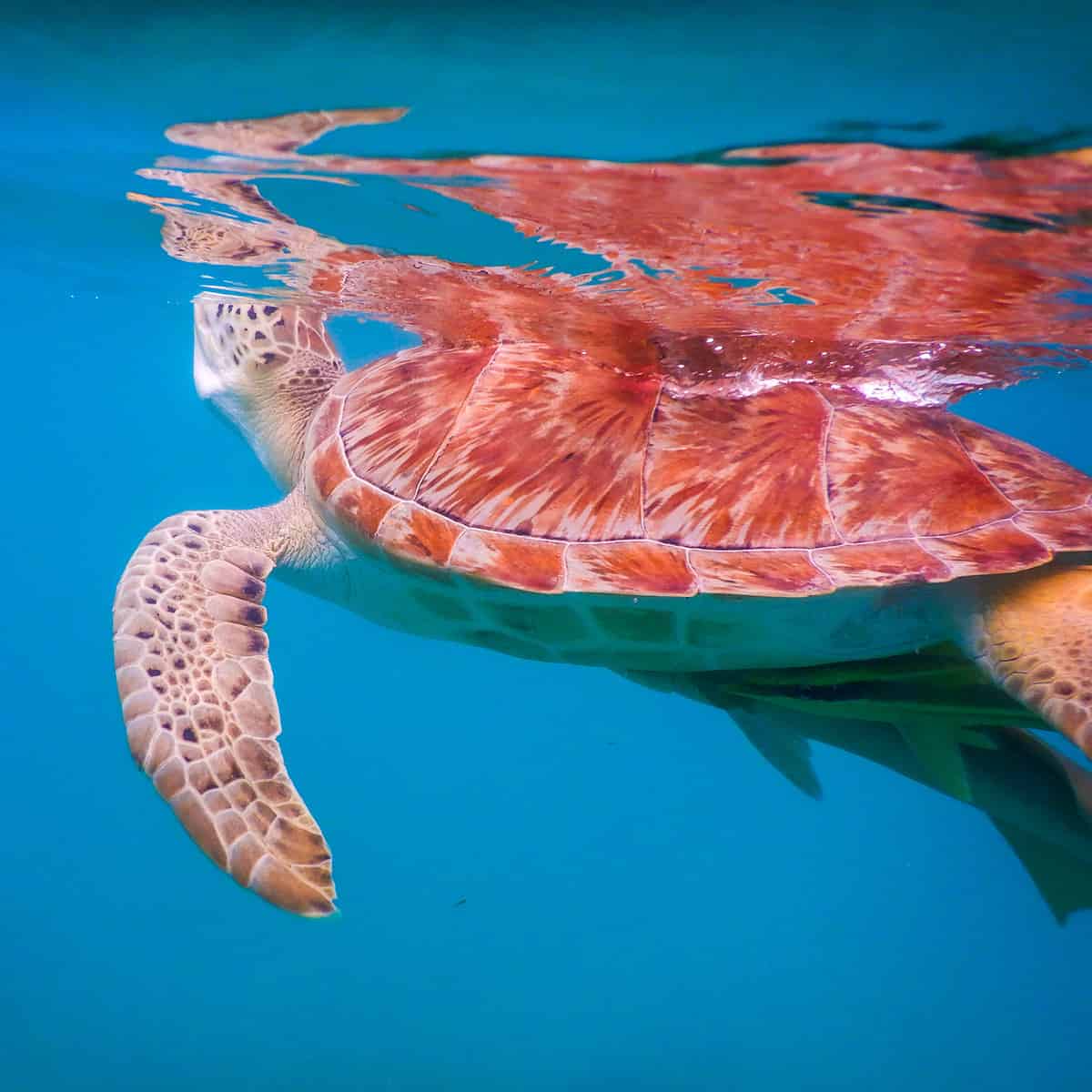 A turtle while snorkeling at Maho Beach