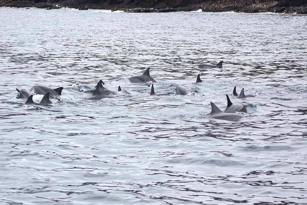 Spinner dolphins pod off shore on Lanai, Hawaii