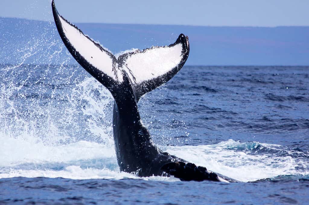 Humpback whale tail Maui waters