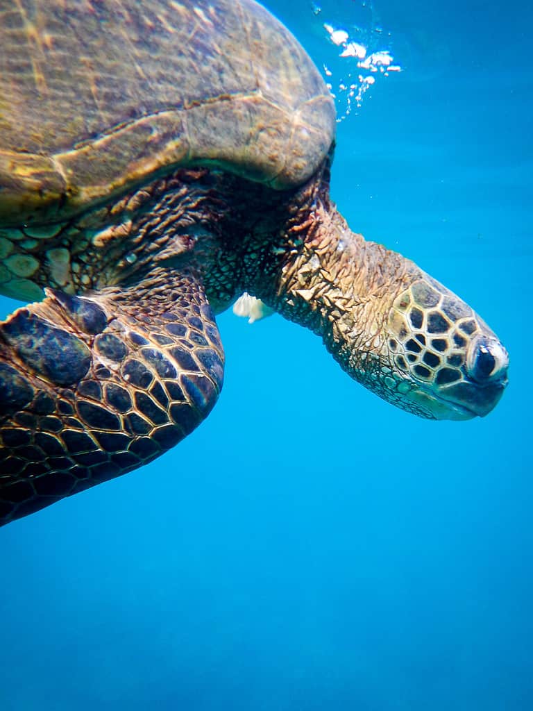 Maui Sea Turtle while snorkeling at Honolua Bay on Maui, Hawaii