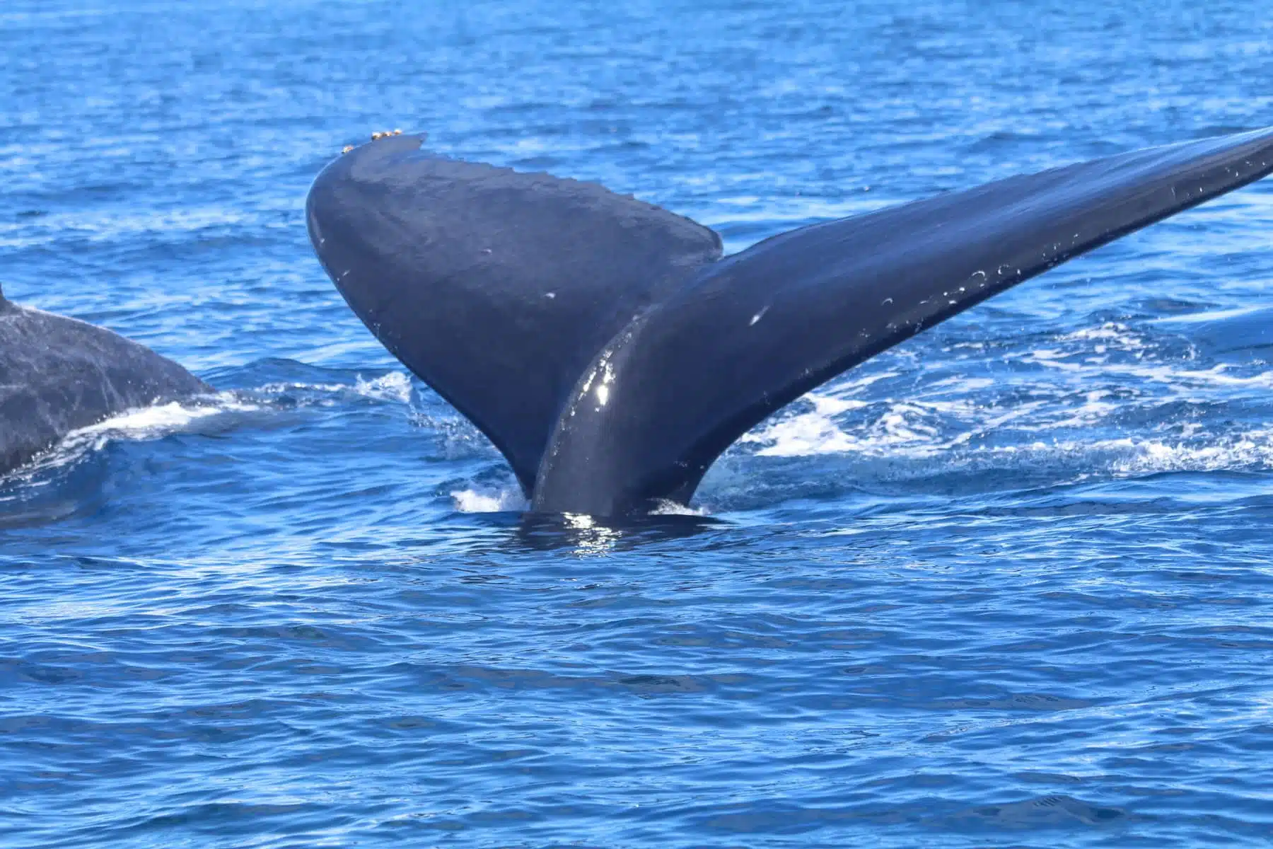 whale tail of a humpback whale