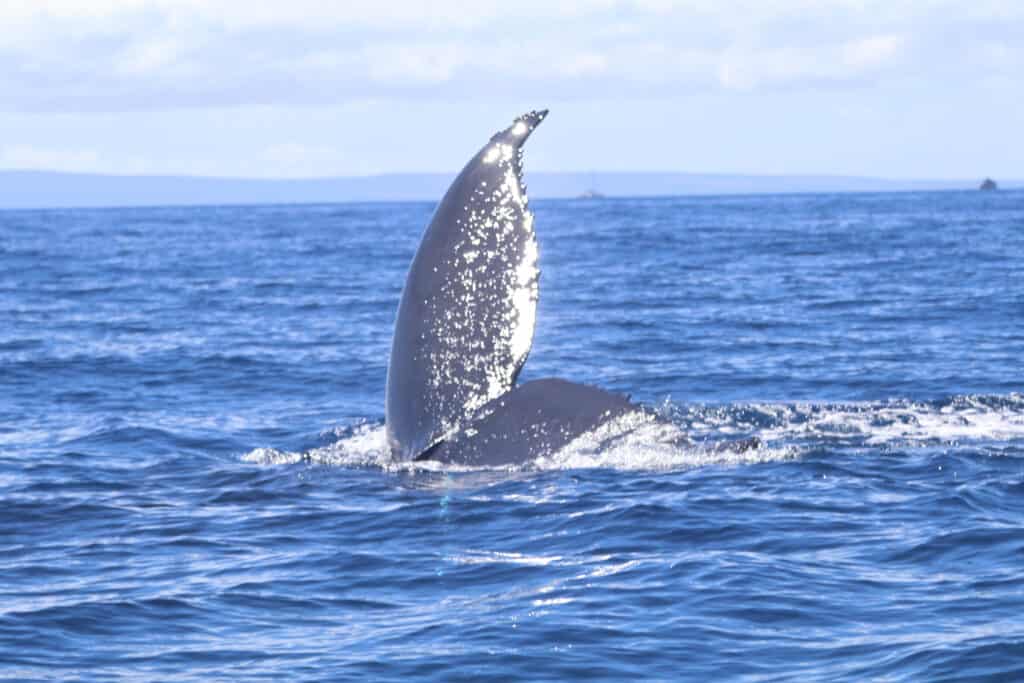 A tail throw of a humpback whale in Maui waters
