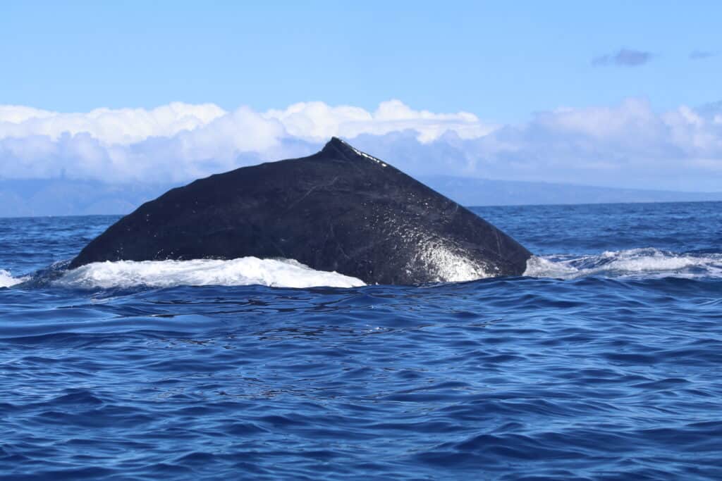 the prominent, dark back of a humpback whale breaking the surface of a deep blue ocean. The calm sea and a background of distant clouds hovering over the horizon complete the peaceful marine tableau.