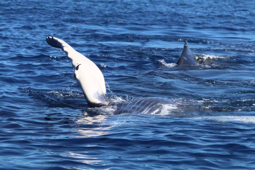 A humpback whale calf playfully showing its white underbelly and pectoral fin above the water, with the dorsal fin of another whale visible in the background.