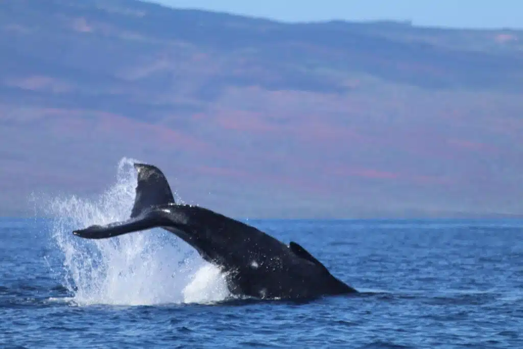 Humpback whale tail creating a splash as it dives into the ocean, with mountainous terrain visible in the distant background.