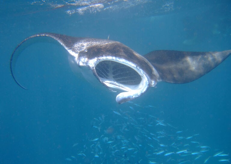 Manta Ray Night Snorkel Kona: An Unforgettable Adventure