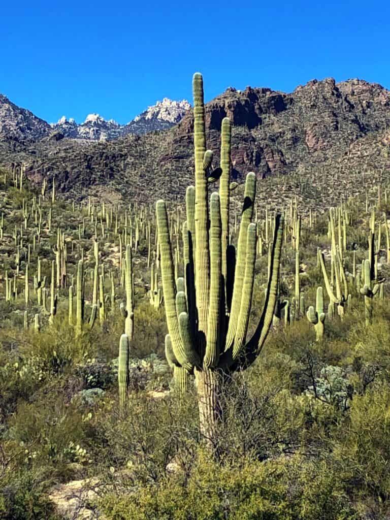 A majestic saguaro cactus dominates the foreground, with a multitude of its kin scattered across the desert landscape, all set against the backdrop of rugged mountain peaks under a clear azure sky.
