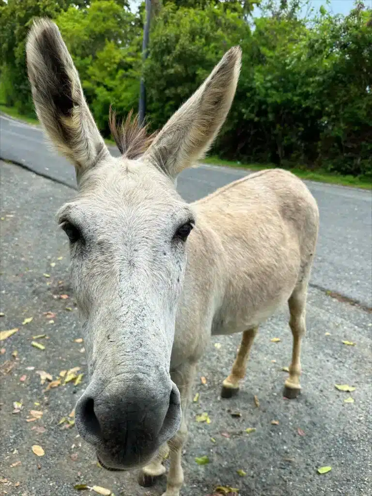 A donkey stands on a gravel road, facing the camera, with greenery in the background.