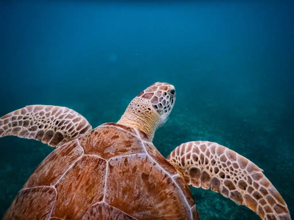 A sea turtle is swimming underwater, with its back and flippers visible, in clear blue water.