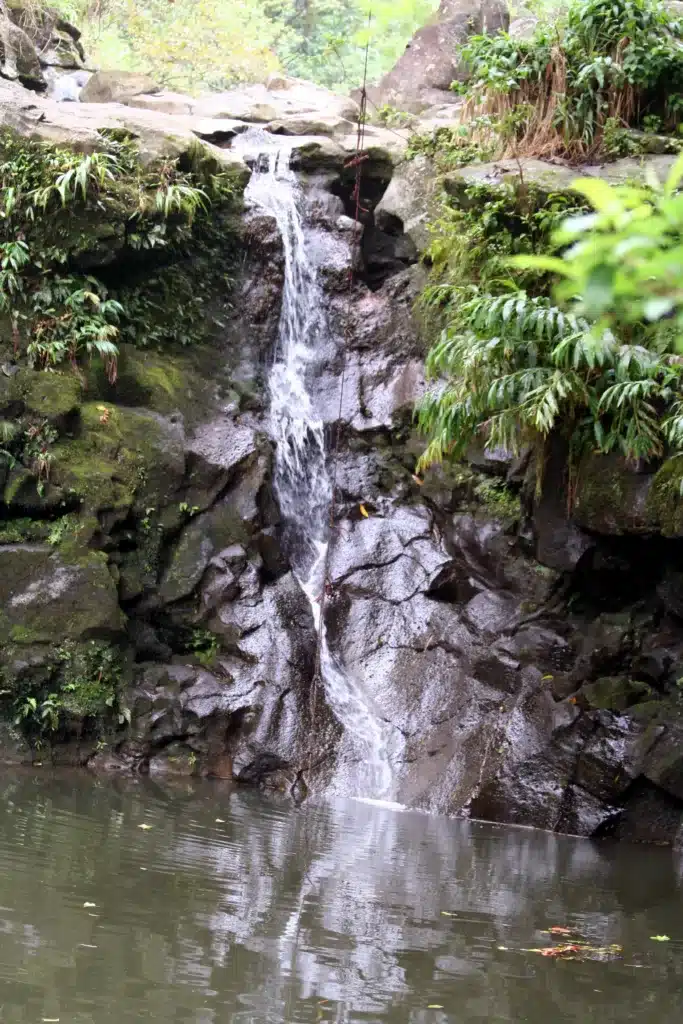 A small waterfall flows over moss-covered rocks into a clear pond, surrounded by lush green foliage.