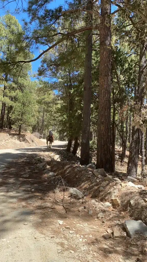 A person enjoys a day trip from Tucson, riding a horse along a dirt trail through a forest with tall trees and a clear blue sky.