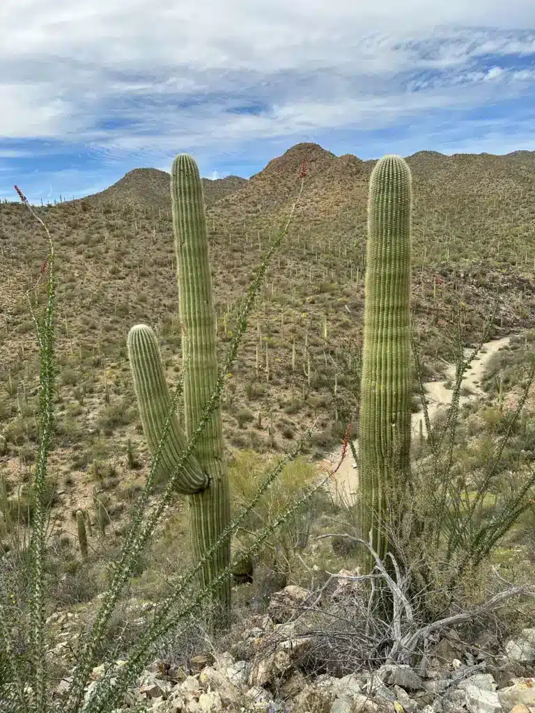 Desert landscape with tall cacti and distant mountains under a partly cloudy sky, offering a perfect escape for day trips from Tucson.