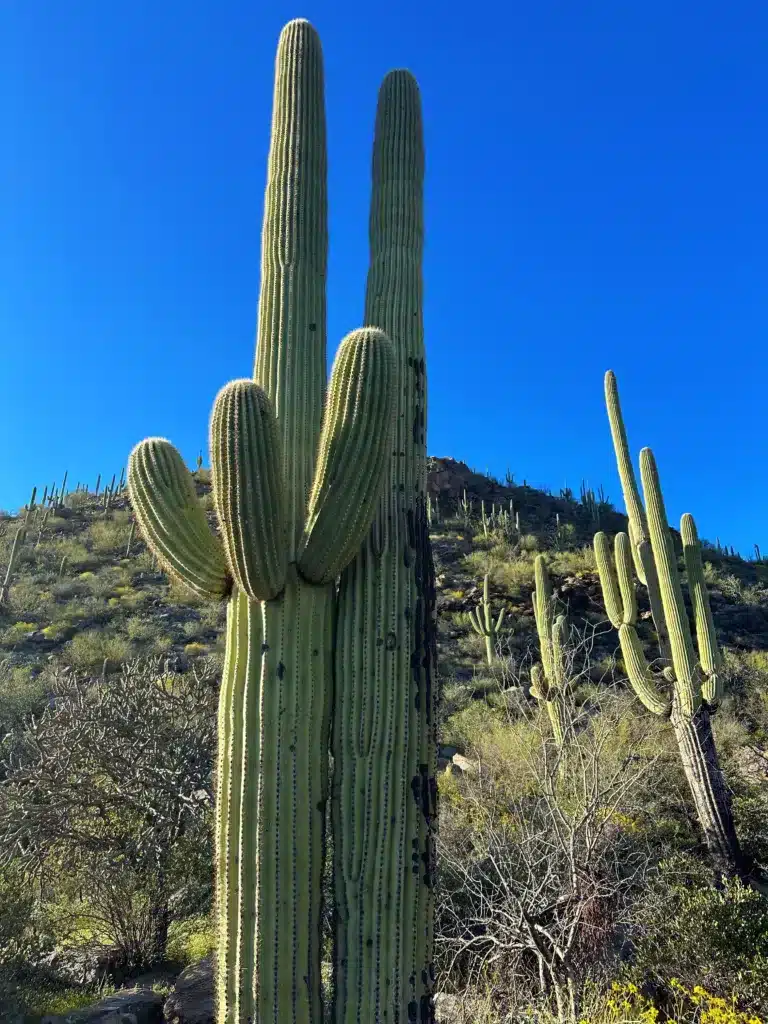 Tall cacti stand majestically under a clear blue sky, offering the quintessential backdrop for day trips from Tucson into the serene desert landscape.