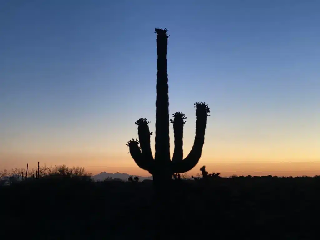 Silhouette of a large cactus against a gradient evening sky, with mountains in the background—a scene reminiscent of the stunning landscapes on day trips from Tucson.