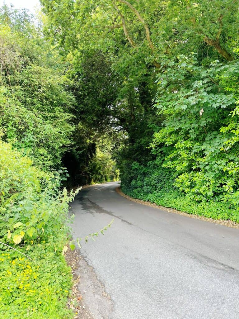 A narrow, winding road flanked by dense green trees and bushes under a bright sky.