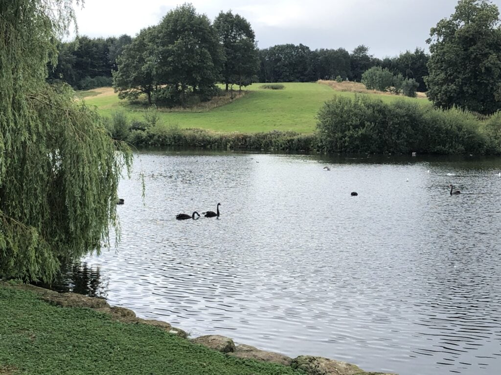A pond with several black swans swimming, surrounded by green grass, trees, and bushes under a cloudy sky—like a scene you might spot on the scenic London to Leeds Castle route.