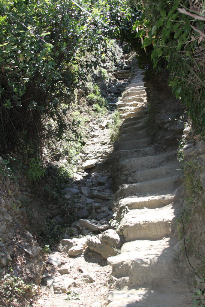 Stone steps ascend a narrow, rocky path surrounded by dense green foliage and sunlight filtering through the leaves.
