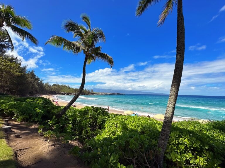 A tropical beach with palm trees, green bushes, and soft sand welcomes visitors near the water under a blue sky with scattered clouds—DT Fleming Beach is perfect for snorkeling enthusiasts and sunseekers alike.