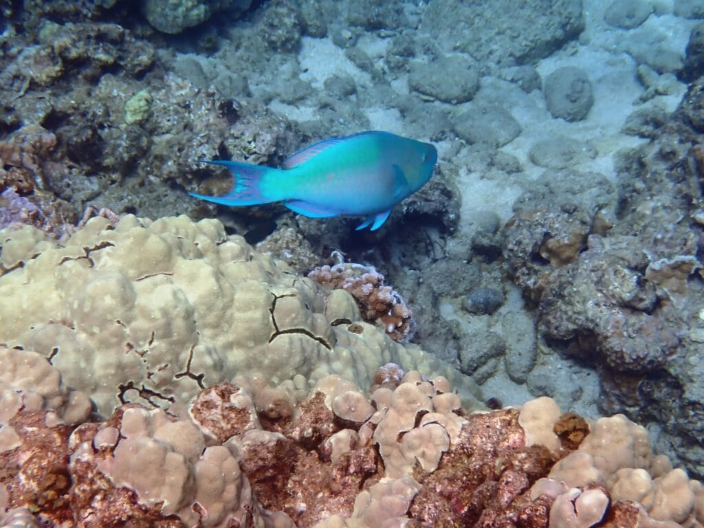 A parrotfish swims near coral and rocks on the ocean floor.