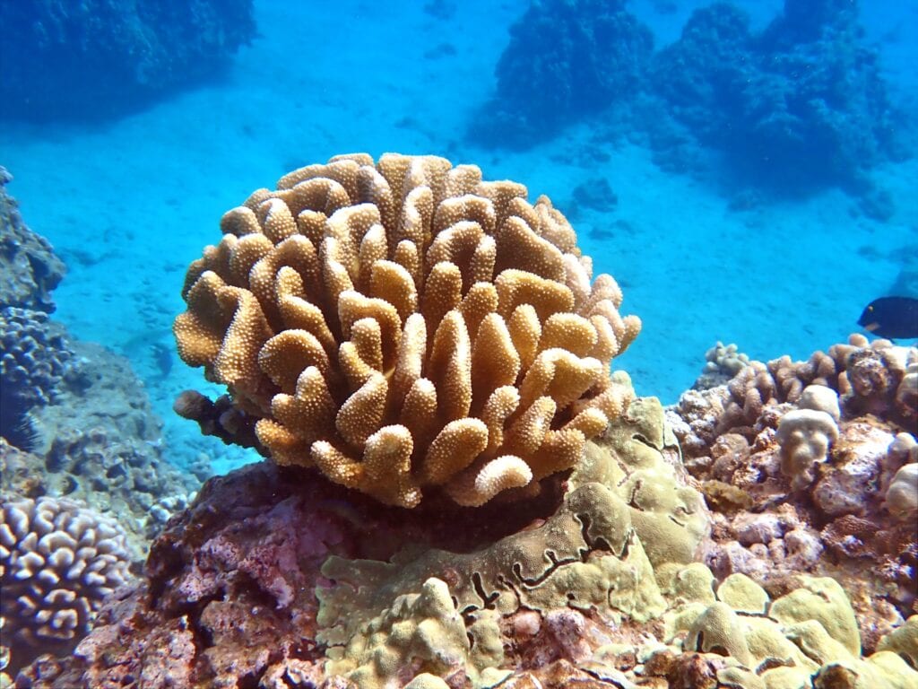 A close-up view of a round, brown coral formation underwater, surrounded by other coral structures and clear blue water.