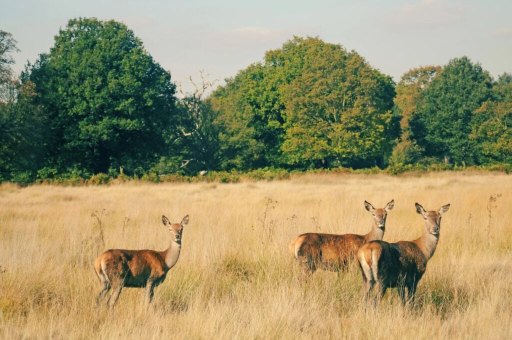 Three deer stand in a grassy field with tall yellow grass, facing the camera, with green trees and a clear sky—a peaceful scene reminiscent of London things to do for free, like exploring wild parks.