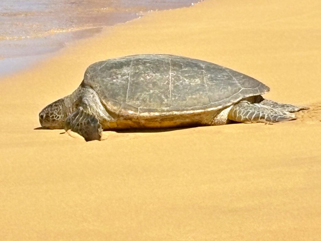 A sea turtle rests on the sandy shore near the water's edge under bright sunlight—a serene scene often featured in any Maui Travel Guide for First Timers.